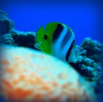 Yellow & White&nbsp;1