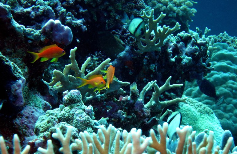 Aquarium Scene w Coral