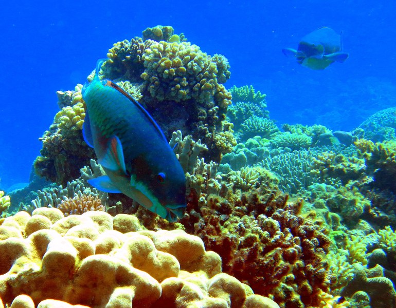 Blue Fish - Blue Fish