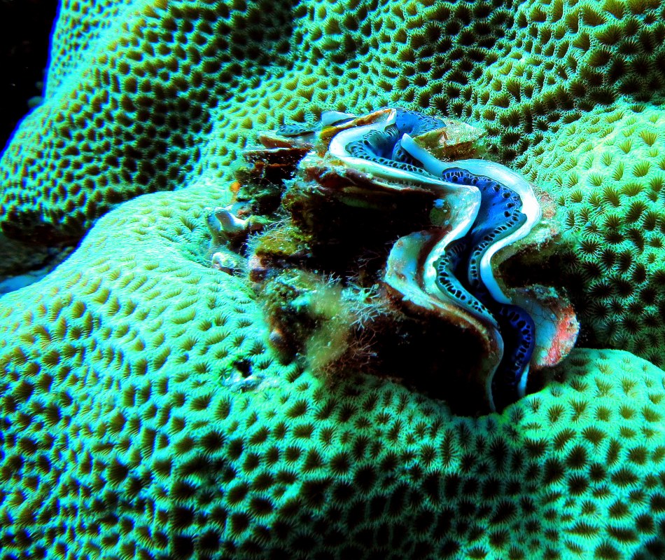 Giant Clam in Brain Coral