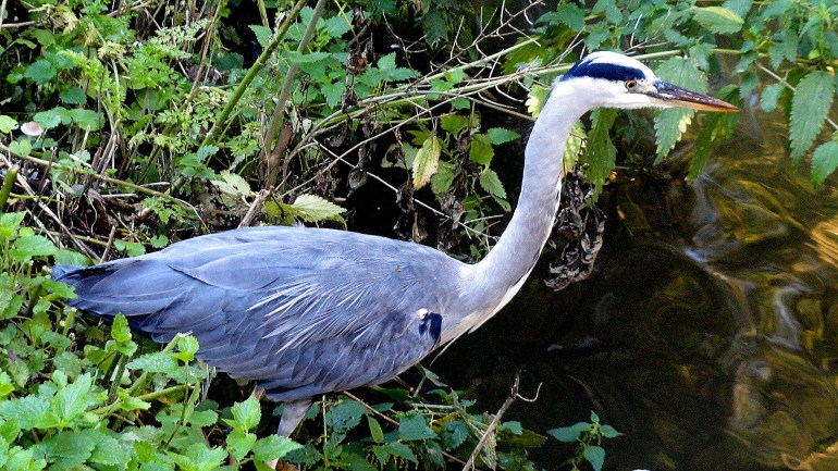 Heron in Flevopark