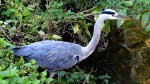 Heron in Flevopark