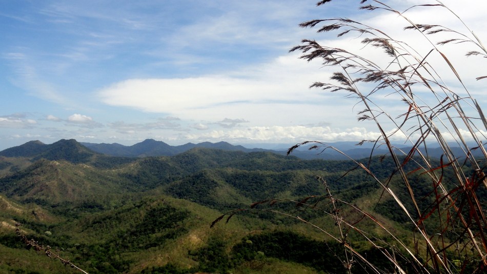 Hills & Grass Stalks Panorama