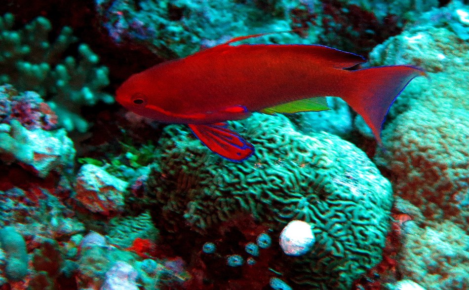 Red Fish & Coral