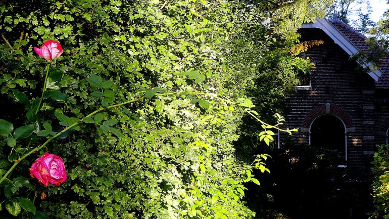 Rose-Hedge-House Flevopark