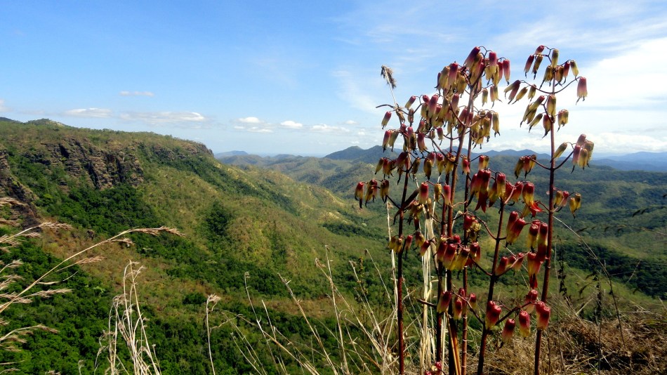 Seed Pods and Hills