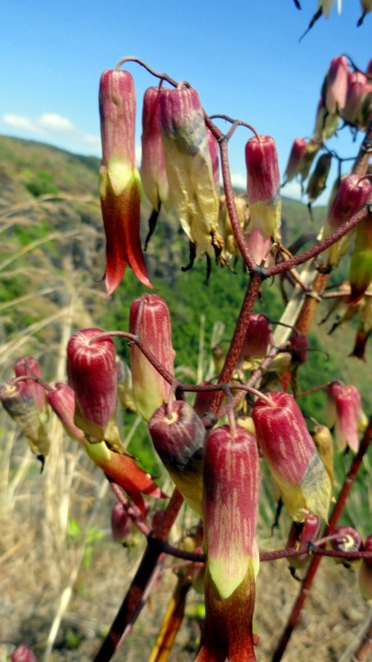 Seed Pods