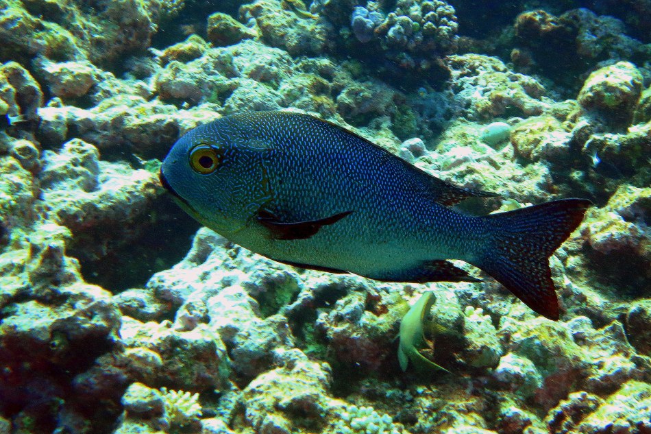 Speckles and A Big Eye