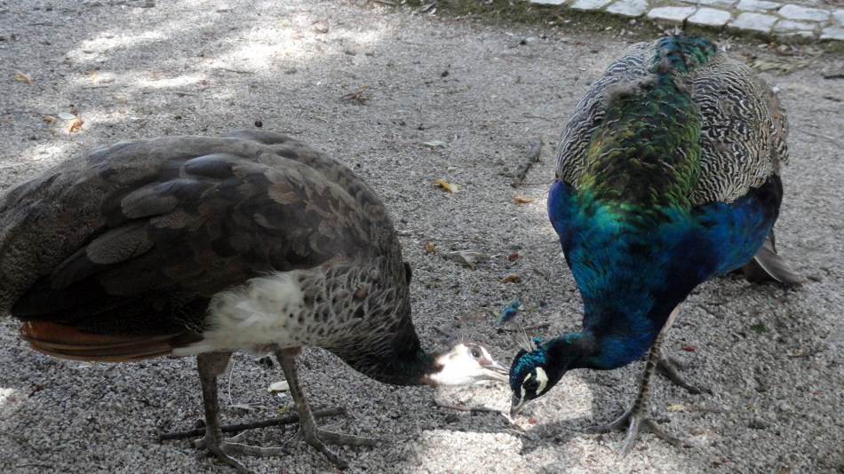 Peacock & Hen at City Museum 2