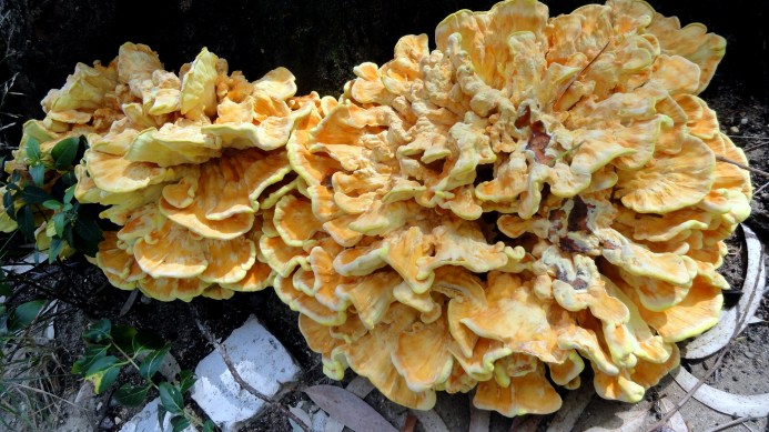 Tree Fungus at City Museum