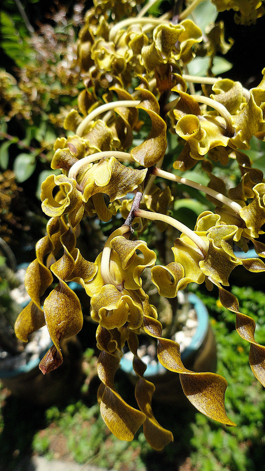 Corkscrew Orchids - Wow