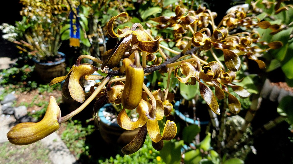 Corkscrew Orchids