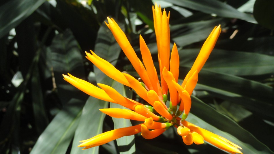 Not an Orchid - Parlt Garden