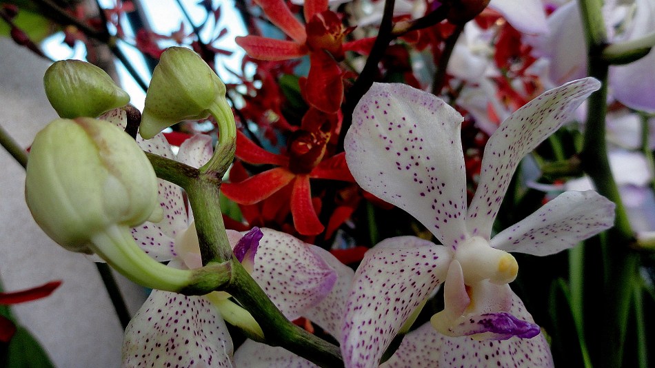 Orchids White and Red