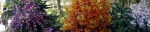 Parlt Orchid Pano