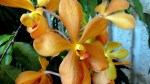 Peachy Orchid