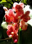 Red Orchid w&nbsp;Sun