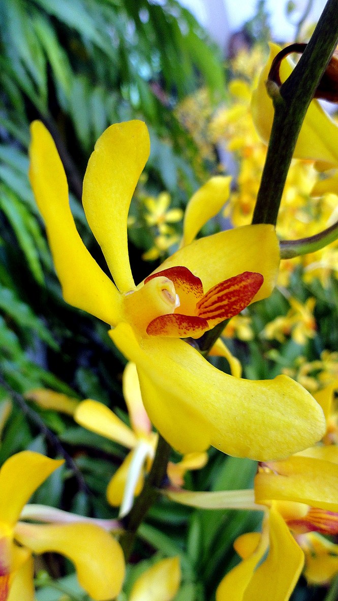 Yellow Orchid w Red