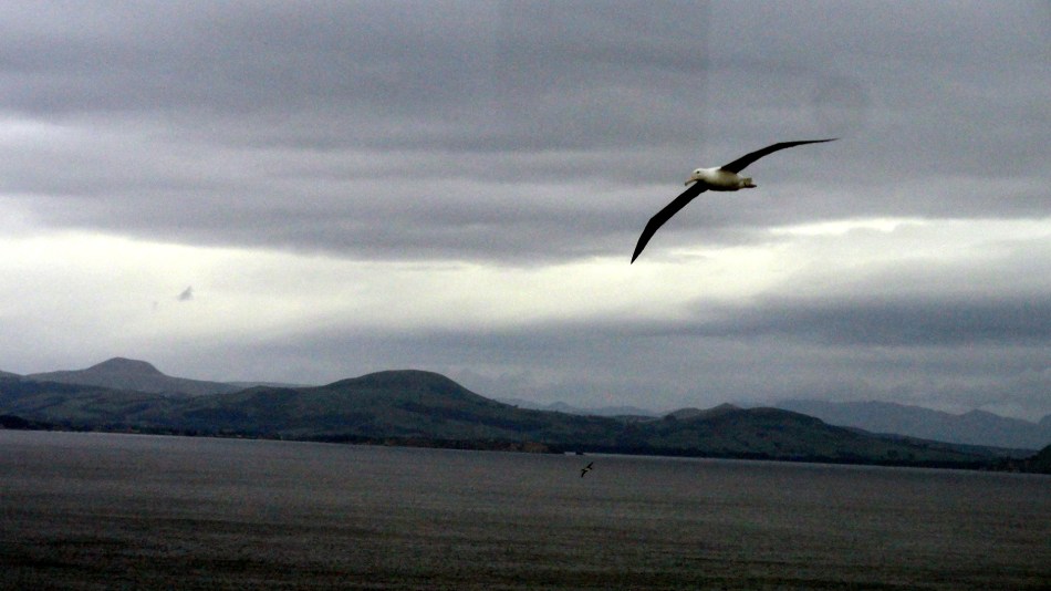 Albatross in  Flight