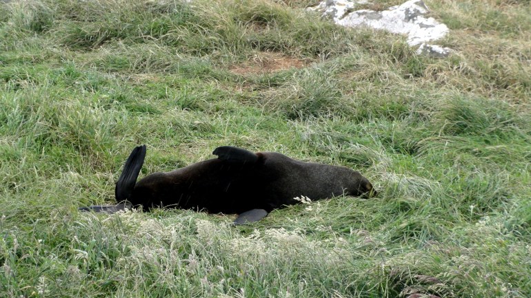 Fur Seal Lounging
