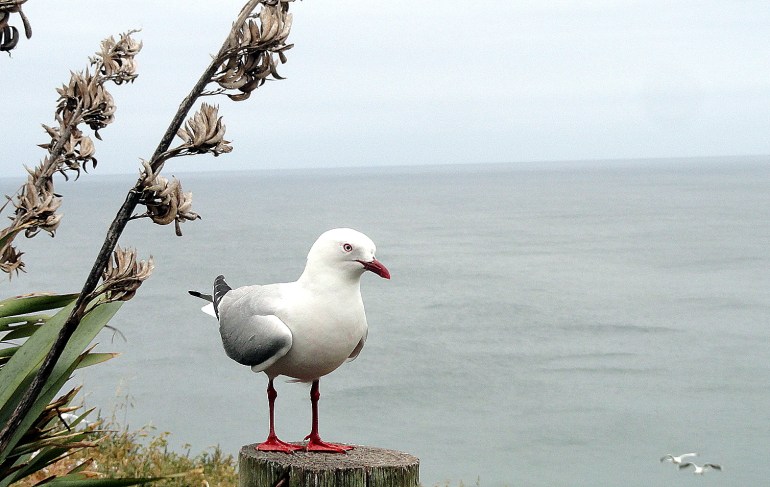 Red-Billed Gull