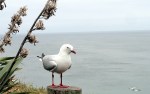 Red-Billed Gull