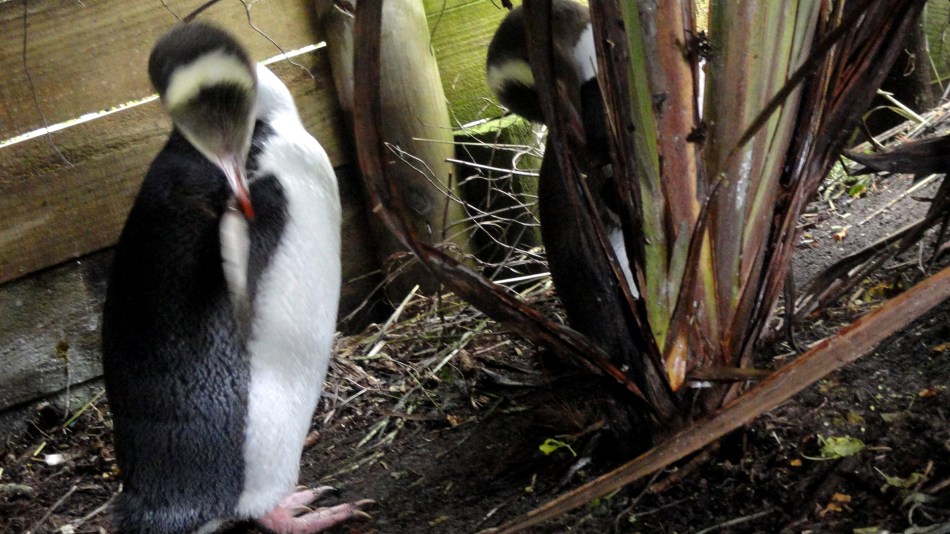Yellow-Eyed Penguins Up Close 4