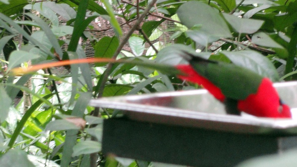 Bird of Paradise w Tail