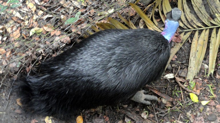 Dwarf Cassowary Back & Head
