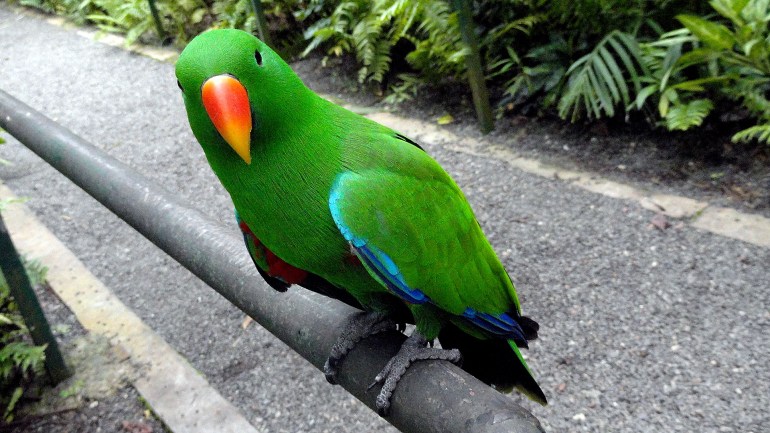 Hungry Green Parrot 2