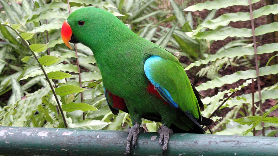 Hungry Green Parrot