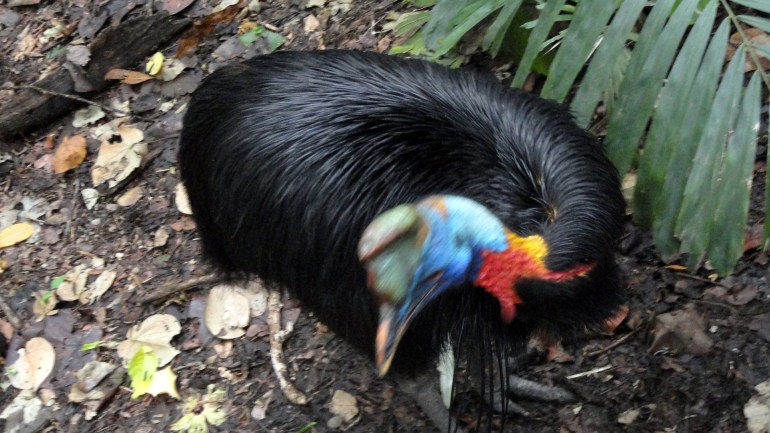 Southern Cassowary Head 3