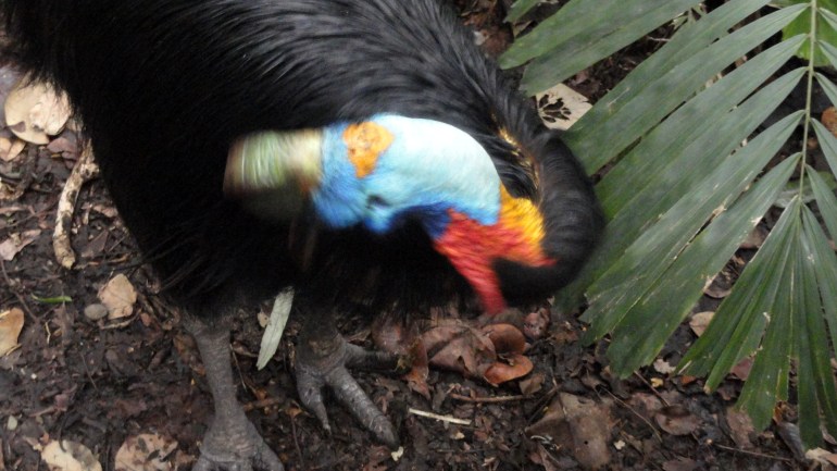 Southern Cassowary Head Closeup