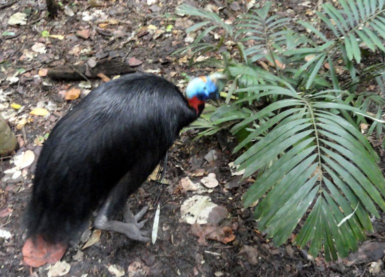 Southern Cassowary