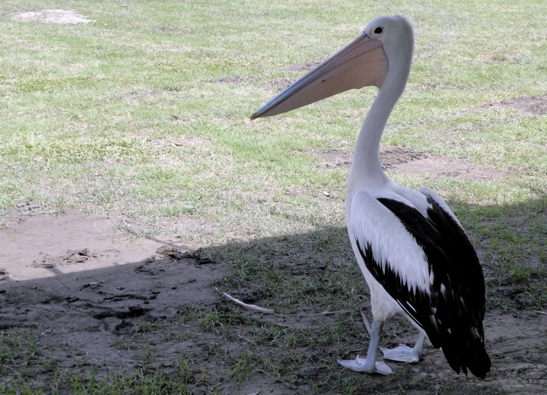 Pelican at Pagwi
