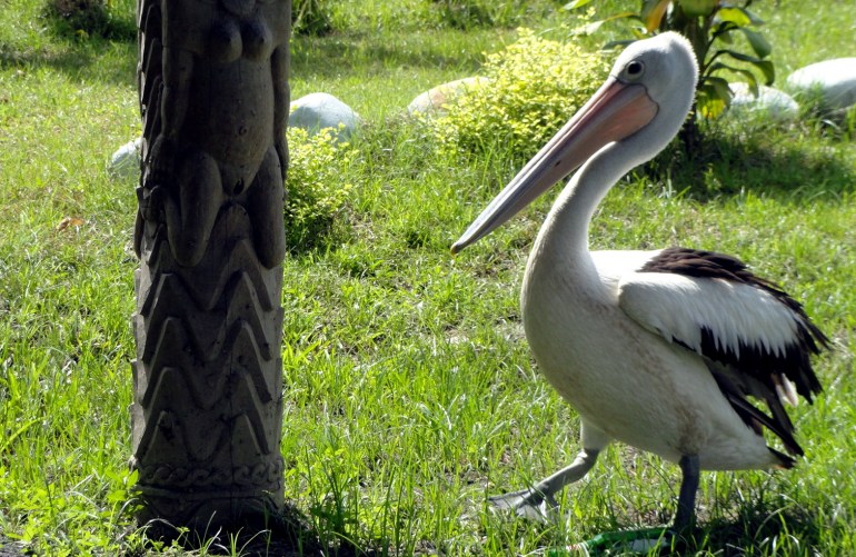 Pelican by Guesthouse Pillar