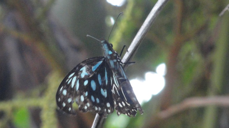 Blue Butterfly at Base