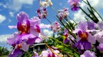 Orchids & Sky