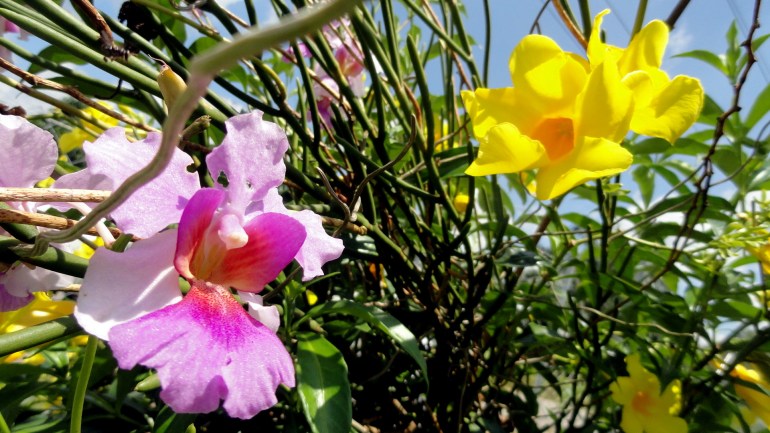 Orchids & Trumpet Flowers