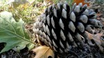 Pinecone