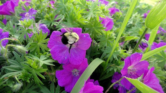 Bee & Purple Blooms