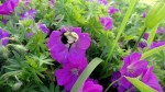 Bee & Purple&nbsp;Blooms
