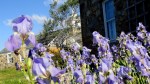 Blue Irises & Stone&nbsp;House