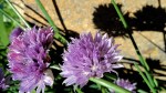 Chive Blossoms & Stone&nbsp;Wall