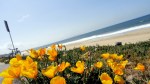 Coast – Cal Poppies & Catalina&nbsp;Island