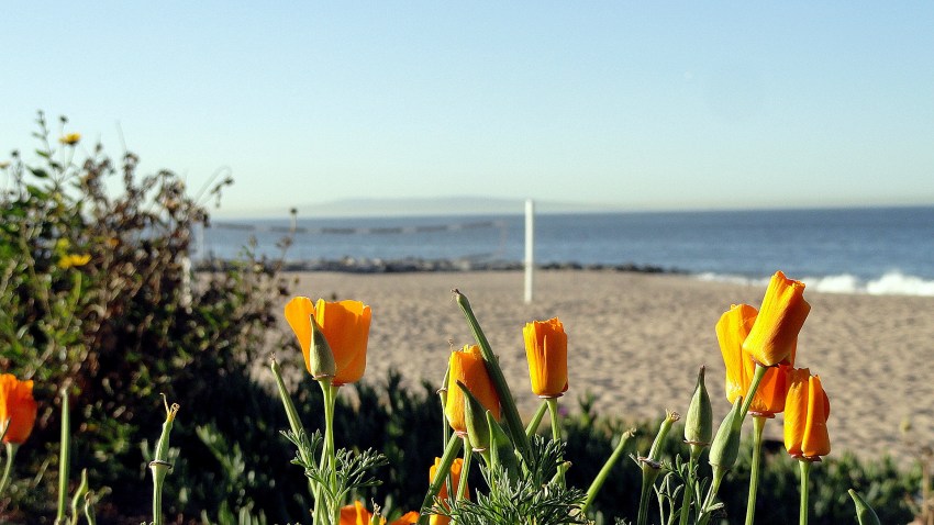 Coast Poppies & Catalina