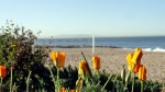 Coast Poppies &&nbsp;Catalina