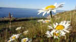 Coastal Daisies