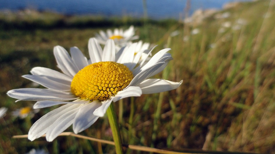Coastal Daisy