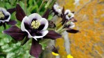Columbine & Rock Wall&nbsp;Lichen